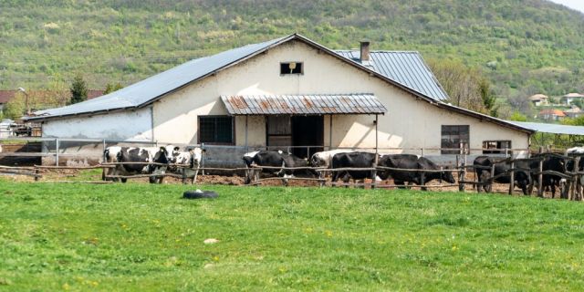 Братя Янкови: Основната ни цел е да повишим средния млеконадой