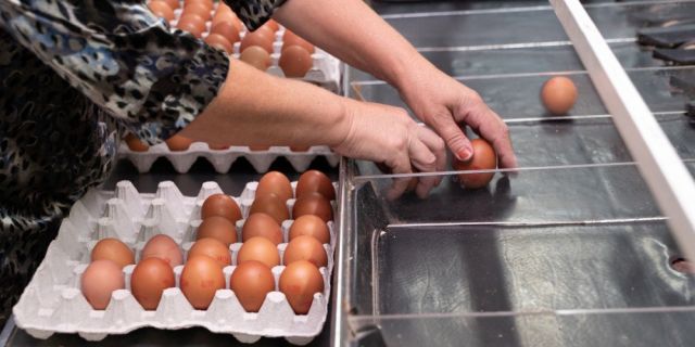Д-р Стаменов: Има решение за проблема с кокошинките в нашите ферми
