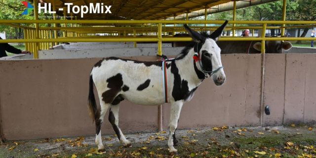 В сърцето на българското животновъдство – ден, посветен на традициите и бъдещето