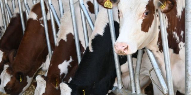 Животът във фермата започва с правилното хранене – от капка млекозаместител до море от резултати