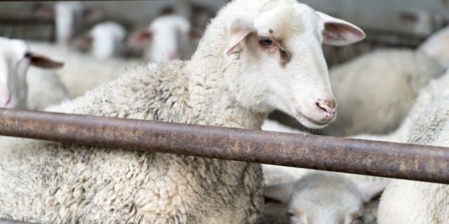 Как да подобрим продуктивността в овцефермата в няколко стъпки?