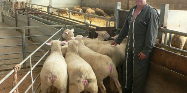 Породата Ил Дьо Франс - висока продуктивност и качество